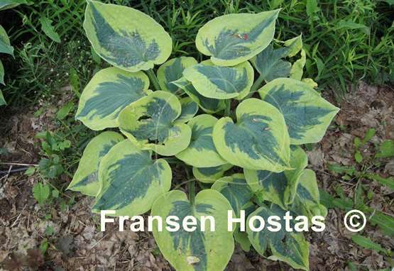 Hosta Tootie Mae